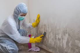 Best Mold Damage Restoration  in Plentywood, MT